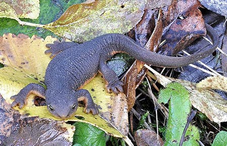 Photo of a Roughskin Newt