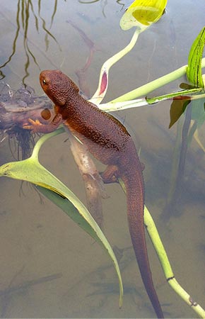 Photo of a Roughskin Newt