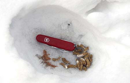 Image of Ruffed Grouse scat