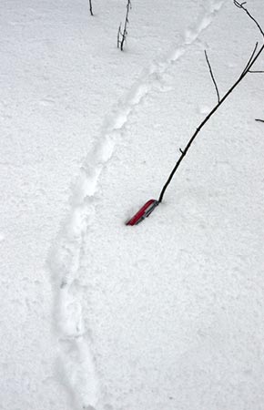 Image of Ruffed Grouse tracks