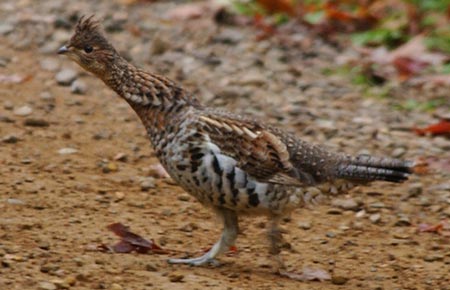 Photo of a Ruffed Grouse