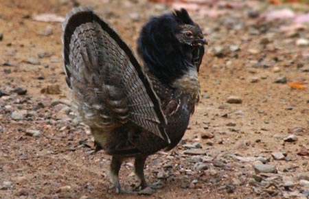 Photo of a Ruffed Grouse