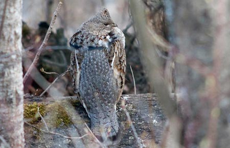 Photo of a Ruffed Grouse