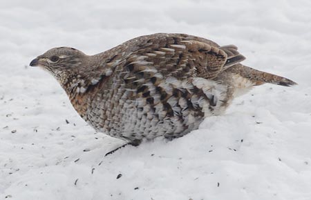 Photo of a Ruffed Grouse