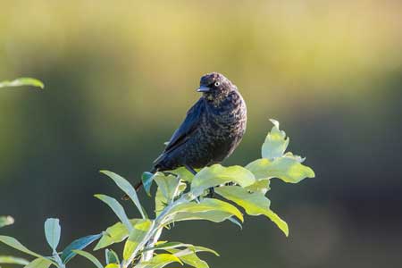 Photo of a Rusty Blackbird