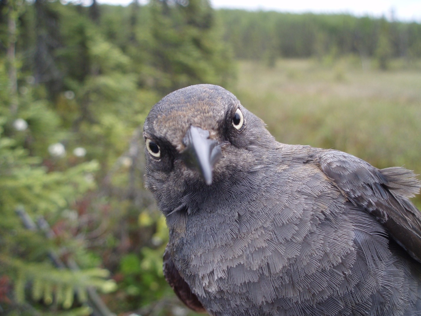 Photo of a Rusty Blackbird