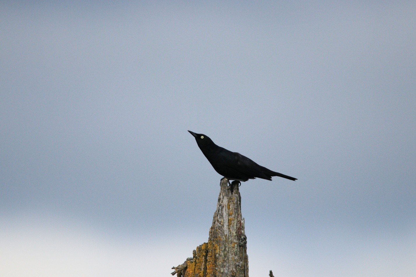 Photo of a Rusty Blackbird