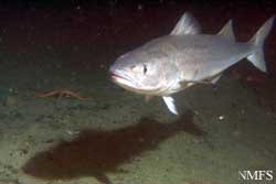 Photo of a Sablefish