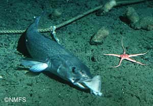 Photo of a Sablefish