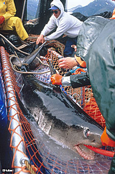 Photo of a Salmon Shark