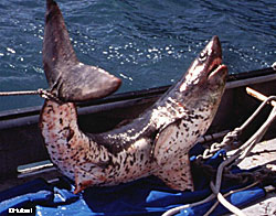 Photo of a Salmon Shark