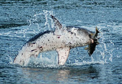 Photo of a Salmon Shark