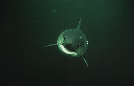 Photo of a Salmon Shark