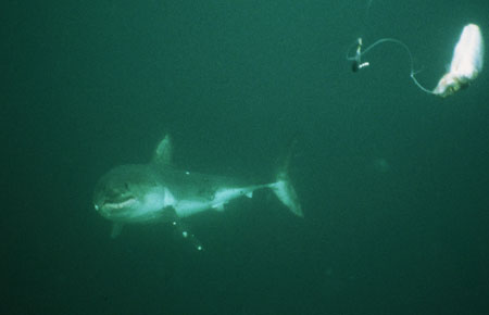 Photo of a Salmon Shark
