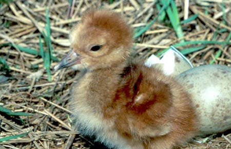 Photo of a Sandhill Crane