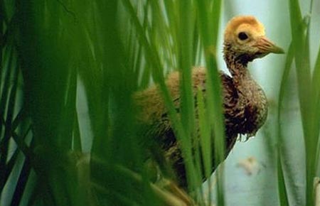 Photo of a Sandhill Crane