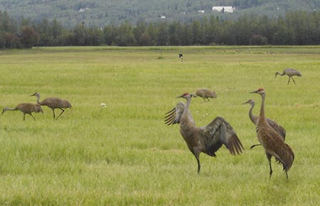 Photo of a Sandhill Crane