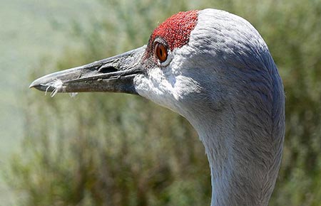 Sandhill Crane Species Profile, Alaska Department of Fish and Game