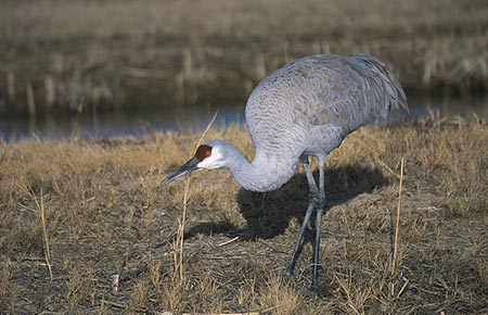 Photo of a Sandhill Crane