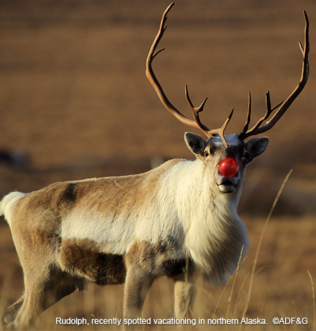 Santa's Reindeer Species Profile, Alaska Department of Fish and Game