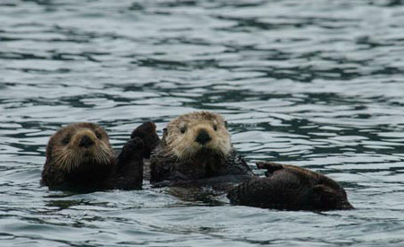 Photo of a Northern Sea Otter