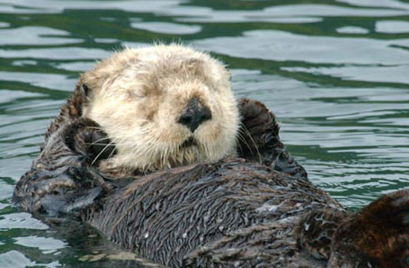 Photo of a Northern Sea Otter