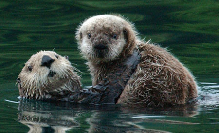 Photo of a Northern Sea Otter