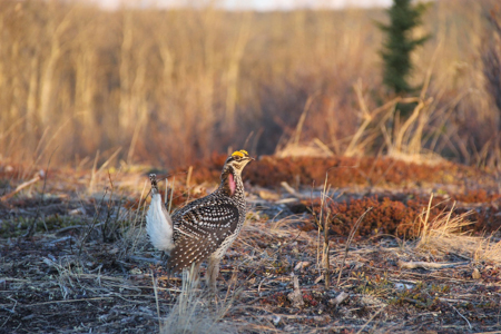 Photo of a Sharp-tailed Grouse