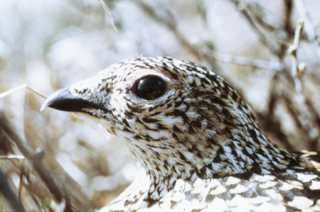 Photo of a Sharp-tailed Grouse