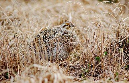 Picture of a Sharp-tailed Grouse