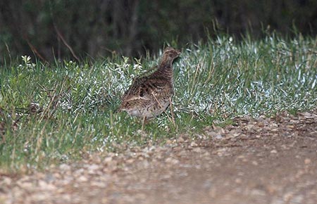 Photo of a Sharp-tailed Grouse