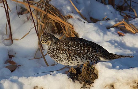 Photo of a Sharp-tailed Grouse