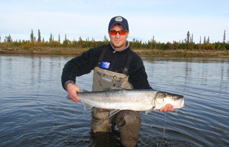 Photo of a Sheefish