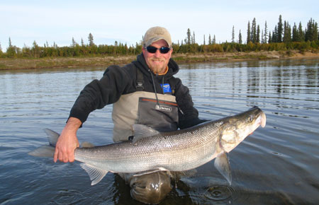 Photo of a Sheefish