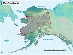Sheefish range map