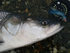 Photo of a Sheefish