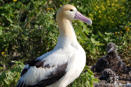 Photo of a Short-tailed Albatross