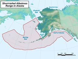 Short-tailed Albatross range map