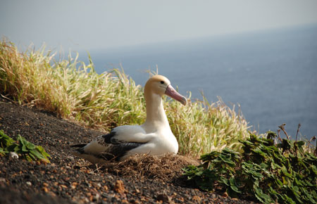 Photo of a Short-tailed Albatross