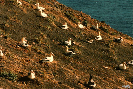 Photo of a Short-tailed Albatross