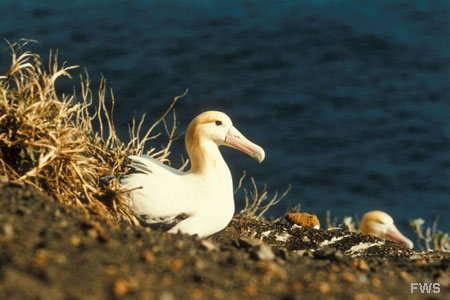 Photo of a Short-tailed Albatross