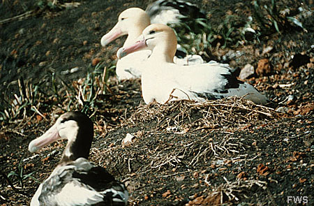 Photo of a Short-tailed Albatross