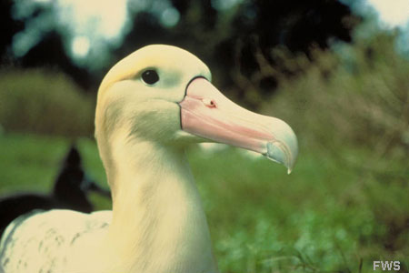 Photo of a Short-tailed Albatross