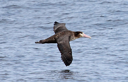 Photo of a Short-tailed Albatross