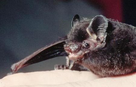 Photo of a Silver-haired bat