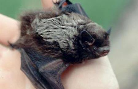 Silver-haired Bat Species Profile, Alaska Department of Fish and Game Silver-haired Bat Species Profile, Alaska Department of Fish and Game