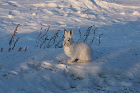 Photo of a Snowshoe Hare