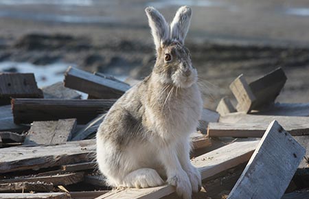 lepus americanus