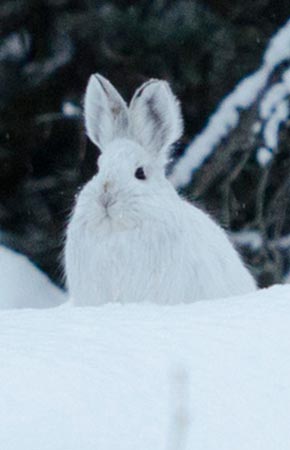 Photo of a Snowshoe Hare