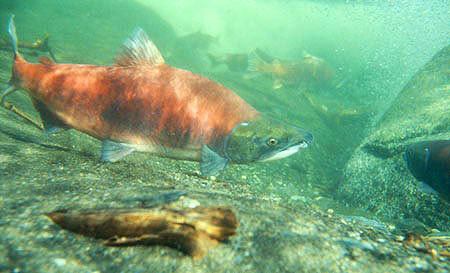 Sockeye Salmon Species Profile, Alaska Department of Fish and Game